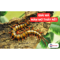 Giải mã giấc mơ thấy rết: Điềm báo, ý nghĩa và con số liên quan