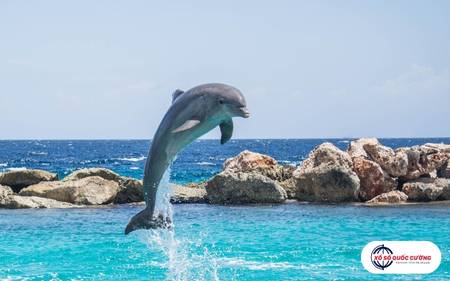 Ngủ mơ thấy cá heo cứu mình – dấu hiệu bạn sắp nhận được sự giúp đỡ quý giá