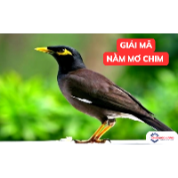 Mơ thấy chim là điềm gì? 10 giấc mơ phổ biến và ý nghĩa
