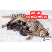 Mơ thấy mèo đẻ là điềm gì? Luận giải giấc mơ thấy mèo đẻ