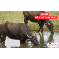 Mơ thấy trâu là điềm gì? Bật mí ý nghĩa & con số may mắn