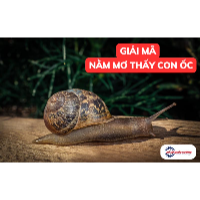Nằm mơ thấy con ốc: Những giải mã và tình huống phổ biến