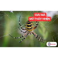 Nằm mơ thấy nhện có ý nghĩa gì? Bật mí những con số liên quan